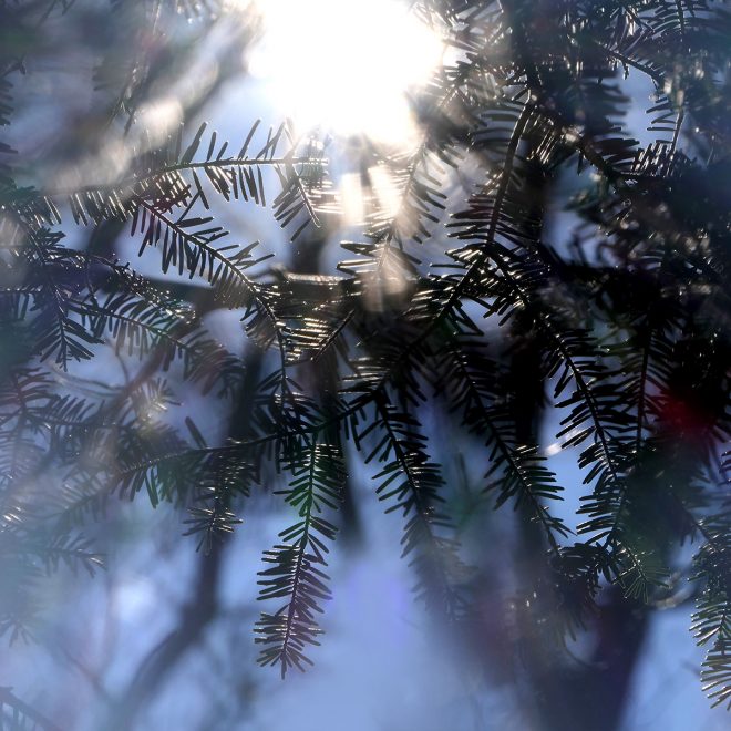 Sonne blinzelt hinter Zweigen hervor