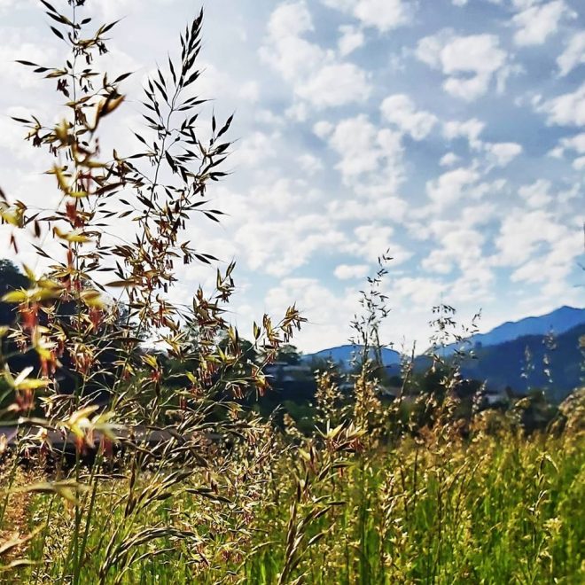 Wiese mit hohem Gras und Berge im Hintergrund