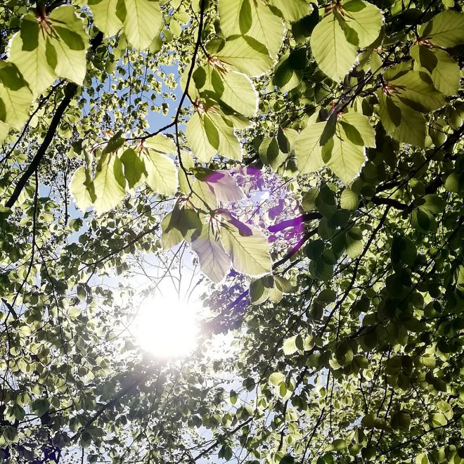 Sonne blinzelt zwischen Baumkronen hervor