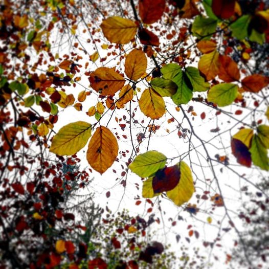 Blätterdach im Herbst