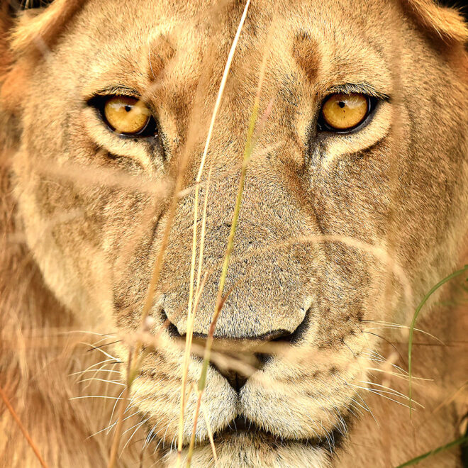 Löwe, der Stärke und Ruhe ausstrahlt
